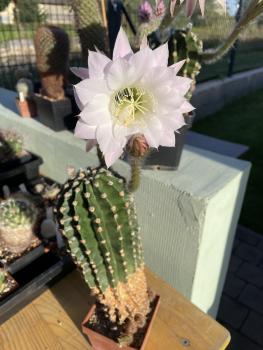 Echinopsis Hybr. rosa